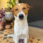 Searching for Forever Home