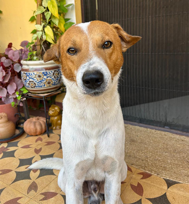 Searching for Forever Home