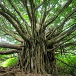Goa’s Banyan Tree Controversy: Why It Matters